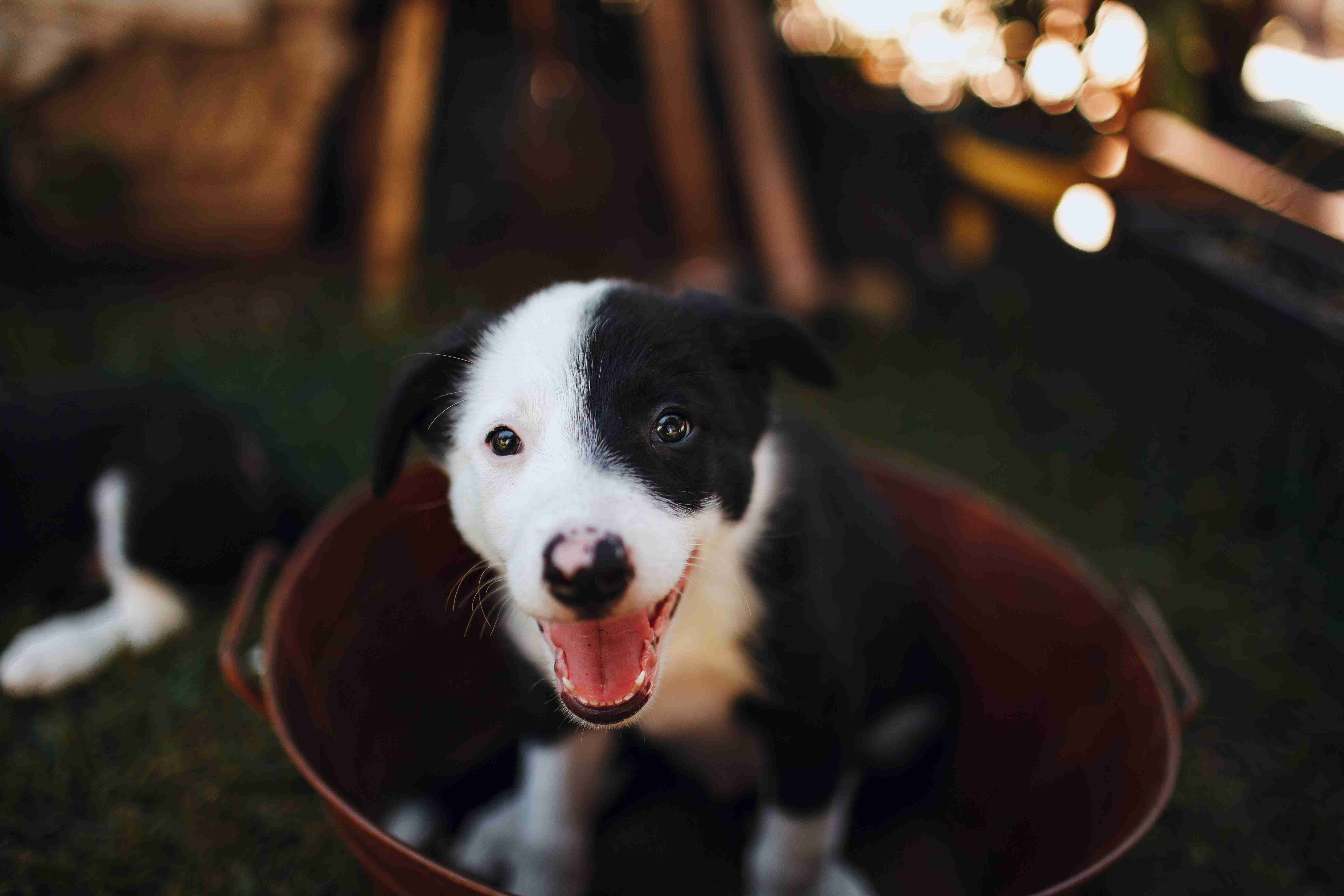 House Training a Border Collie Puppy: A Step-by-Step Guide